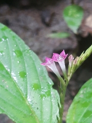 Spigelia