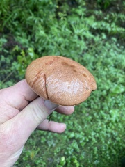 Aureoboletus