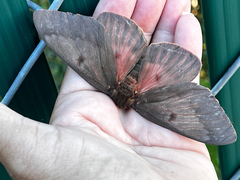 Citheronia sepulcralis