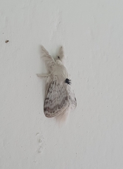 Apotolype brevicrista