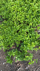 Pachysandra terminalis