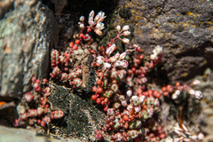 Sedum brevifolium