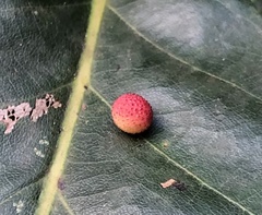 Acraspis quercushirta