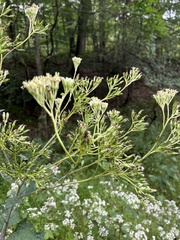 Arnoglossum atriplicifolium