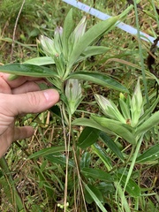 Gentiana saponaria