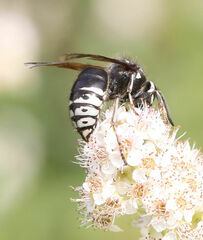 Dolichovespula arctica