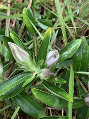 Gentiana saponaria
