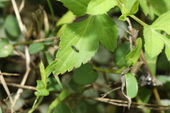Aculeata