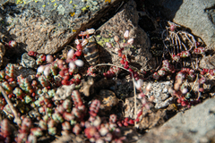 Sedum brevifolium