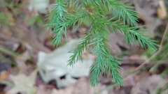 Juniperus virginiana virginiana