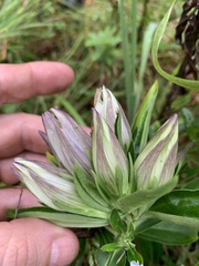 Gentiana saponaria