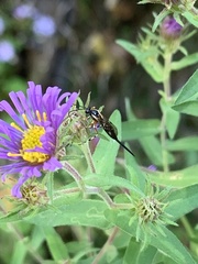 Itoplectis