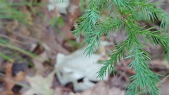 Juniperus virginiana virginiana