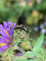 Itoplectis