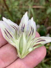 Gentiana saponaria