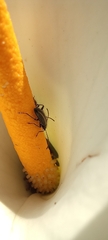 Neoeutrapela
