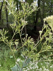 Arnoglossum atriplicifolium