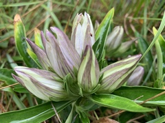 Gentiana saponaria