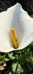 Neoeutrapela