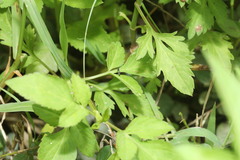Aculeata