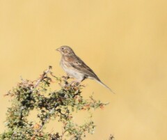 Pooecetes gramineus