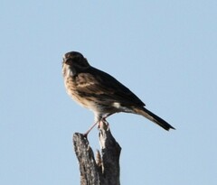 Pooecetes gramineus