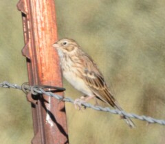 Pooecetes gramineus
