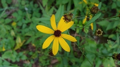 Coreopsis tripteris