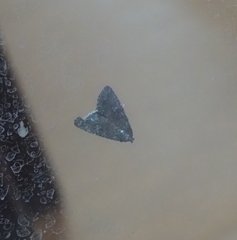 Condica illecta