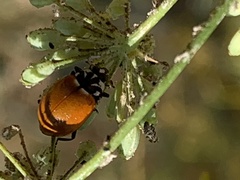 Hippodamia quinquesignata ambigua