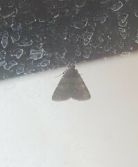 Hydrillodes lentalis