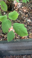 Corylus cornuta