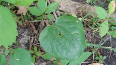 Smilax ecirrhata