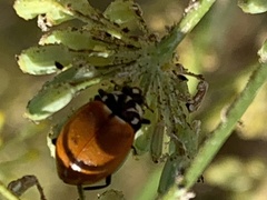Hippodamia quinquesignata ambigua