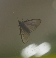 Palpita vitrealis