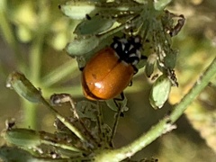 Hippodamia quinquesignata ambigua