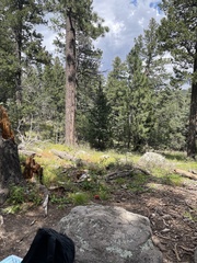 Brickellia grandiflora