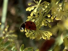 Coccinella septempunctata