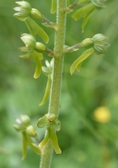 Neottia ovata