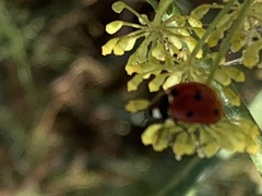 Coccinella septempunctata