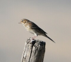 Pooecetes gramineus