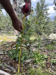 Brickellia grandiflora