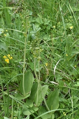 Neottia ovata