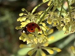 Coccinella septempunctata