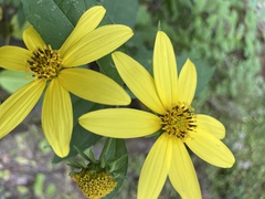 Helianthus decapetalus