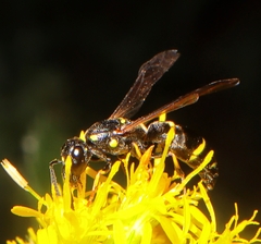 Symmorphus canadensis