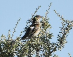 Pooecetes gramineus