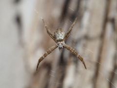 Argiope keyserlingi