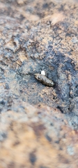 Sceloporus occidentalis