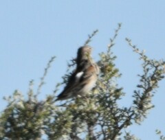 Pooecetes gramineus